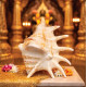 Panchmukhi Sankh (Five-Mouth Conch Shell) for Puja & Home Temple | Auspicious Spiritual Decor Item | Size 15 cm | Hindu Religious Pooja Sankh