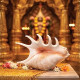 Panchmukhi Sankh (Five-Mouth Conch Shell) for Puja & Home Temple | Auspicious Spiritual Decor Item | Size 15 cm | Hindu Religious Pooja Sankh
