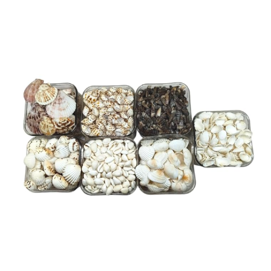 Novelika 7 Different type of Sea Shells Mixed collection for Aquarium, Fish Tank, Vase Filler, Art, jewellary making, Gift item – 400 grams