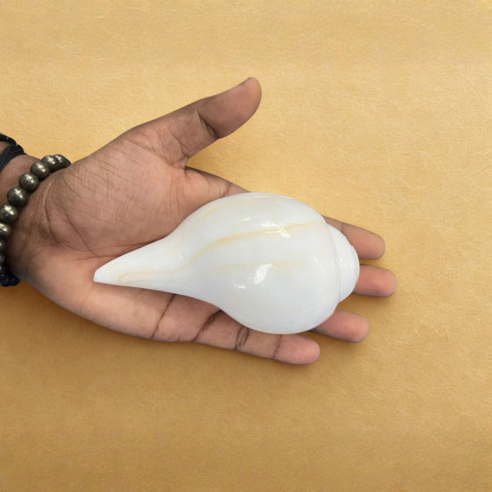 Novelika  shankh for Pooja | Baynavarti sankh | Vaamvarti Shankh for Pooja Blowing Original | Conch Shell Blowing shankh, 12-14 Cm set of 1