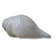 Novelika Blowing Shankh,Conch For Pooja - 7 Inch (Size Guarantee - Quality Matters) Quality assured by Om Gange Weight 400 gms to 500 gms +- 20 Gms (As this is Natural) set of 1