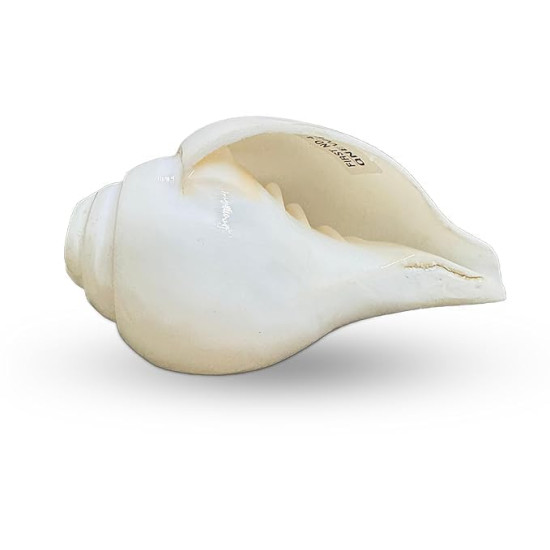 Novelika  shankh for Pooja | Baynavarti sankh | Vaamvarti Shankh for Pooja Blowing Original | Conch Shell Blowing shankh, 12-14 Cm set of 1