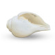 Novelika  shankh for Pooja | Baynavarti sankh | Vaamvarti Shankh for Pooja Blowing Original | Conch Shell Blowing shankh, 12-14 Cm set of 1