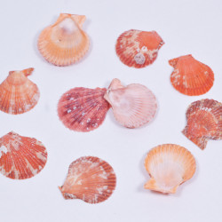 Novelika Natural Sea Shell for Decoration Fish Aquarium Home Decoration Hanging Art and Craft -SH0005