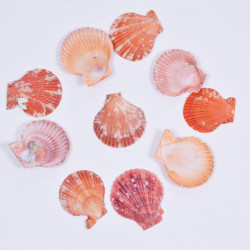Novelika Natural Sea Shell for Decoration Fish Aquarium Home Decoration Hanging Art and Craft -SH0005
