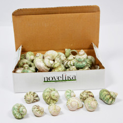 Novelika Natural Green Conch Sea Shell for Decoration Fish Aquarium Home Decoration Hanging Art and Craft -SH0010