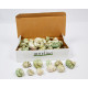 Novelika Natural Green Conch Sea Shell for Decoration Fish Aquarium Home Decoration Hanging Art and Craft -SH0010
