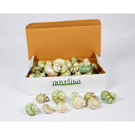 Novelika Natural Green Conch Sea Shell for Decoration Fish Aquarium Home Decoration Hanging Art and Craft -SH0010