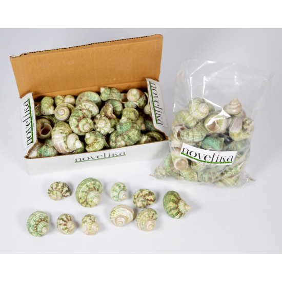 Novelika Natural Green Conch Sea Shell for Decoration Fish Aquarium Home Decoration Hanging Art and Craft -SH0010