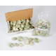 Novelika Natural Green Conch Sea Shell for Decoration Fish Aquarium Home Decoration Hanging Art and Craft -SH0010