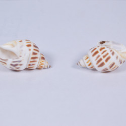 Novelika Natural Conch Sea Shell for Decoration Fish Aquarium Home Decoration Hanging Art and Craft -SH0012