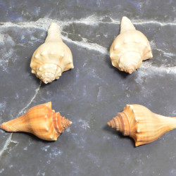 Novelika Natural Sea Shell for Decoration Fish Aquarium Home Decoration Hanging Art and Craft 