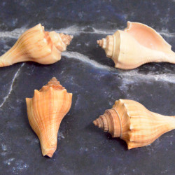 Novelika Natural Sea Shell for Decoration Fish Aquarium Home Decoration Hanging Art and Craft 