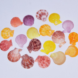 Novelika Natural Sea Shell for Decoration Fish Aquarium Home Decoration Hanging Art and Craft -SH0002