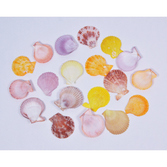 Novelika Natural Sea Shell for Decoration Fish Aquarium Home Decoration Hanging Art and Craft -SH0002