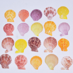 Novelika Natural Sea Shell for Decoration Fish Aquarium Home Decoration Hanging Art and Craft -SH0002