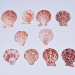 Novelika Natural Sea Shell for Decoration Fish Aquarium Home Decoration Hanging Art and Craft -SH0003