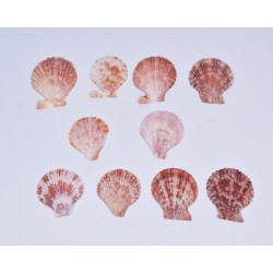 Novelika Natural Sea Shell for Decoration Fish Aquarium Home Decoration Hanging Art and Craft -SH0003