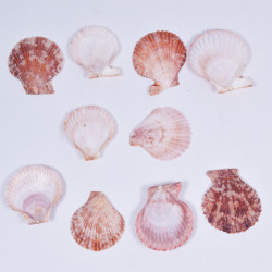 Novelika Natural Sea Shell for Decoration Fish Aquarium Home Decoration Hanging Art and Craft -SH0003