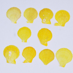 Novelika Natural Sea Shell for Decoration Fish Aquarium Home Decoration Hanging Art and Craft -SH0004