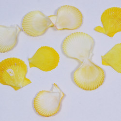 Novelika Natural Sea Shell for Decoration Fish Aquarium Home Decoration Hanging Art and Craft -SH0004