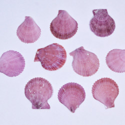 Novelika Natural Sea Shell for Decoration Fish Aquarium Home Decoration Hanging Art and Craft -SH0006