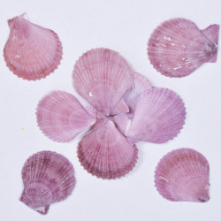 Novelika Natural Sea Shell for Decoration Fish Aquarium Home Decoration Hanging Art and Craft -SH0006