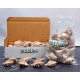 Novelika Natural Conch Sea Shell for Decoration Fish Aquarium Home Decoration Hanging Art and Craft -SH0007