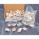 Novelika Natural Conch Sea Shell for Decoration Fish Aquarium Home Decoration Hanging Art and Craft -SH0007