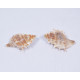 Novelika Natural Conch Sea Shell for Decoration Fish Aquarium Home Decoration Hanging Art and Craft -SH0007