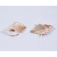 Novelika Natural Conch Sea Shell for Decoration Fish Aquarium Home Decoration Hanging Art and Craft -SH0007