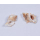 Novelika Natural Conch Sea Shell for Decoration Fish Aquarium Home Decoration Hanging Art and Craft -SH0007