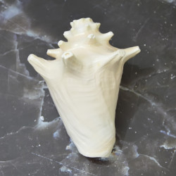 Novelika Orignal Conch Shell for Mandir Natural Big Size Loud Blowing Shankh Conch Seashell for Pooja