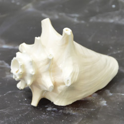 Novelika Orignal Conch Shell for Mandir Natural Big Size Loud Blowing Shankh Conch Seashell for Pooja