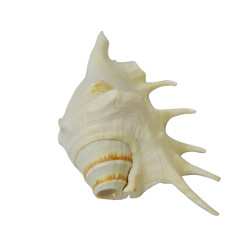 Novelika Orignal Panchamukhi Conch Shell for Mandir Natural Big Size Loud Blowing Shankh Conch Seashell for Pooja