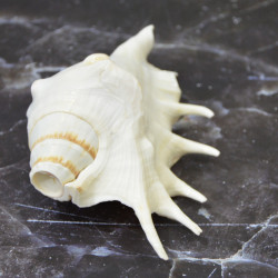 Novelika Orignal Panchamukhi Conch Shell for Mandir Natural Big Size Loud Blowing Shankh Conch Seashell for Pooja