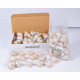 Novelika Natural Conch Sea Shell for Decoration Fish Aquarium Home Decoration Hanging Art and Craft -SH0011