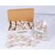Novelika Natural Conch Sea Shell for Decoration Fish Aquarium Home Decoration Hanging Art and Craft -SH0011