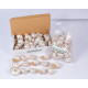 Novelika Natural Conch Sea Shell for Decoration Fish Aquarium Home Decoration Hanging Art and Craft -SH0011