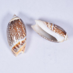 Novelika Natural Green Conch Sea Shell for Decoration Fish Aquarium Home Decoration Hanging Art and Craft -SH0013